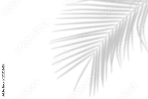 Fototapeta Palm leaves leaf shadow on white background. Natural palm branch shadow on transparent background. Tropical palm leaves shadow overlay effect. PNG file, ideal for summer spring design elements
