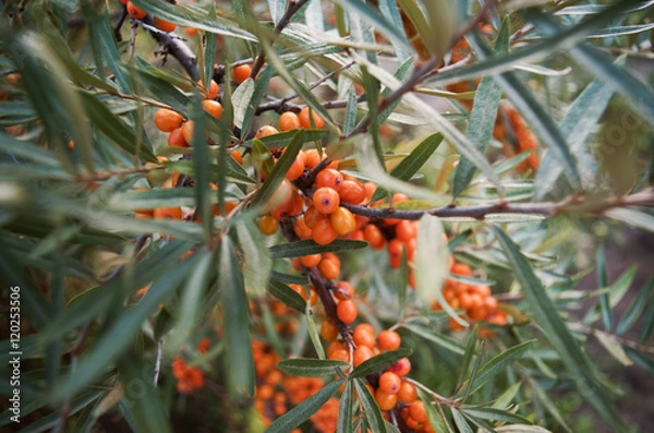 Fototapeta branch of orange sea buckthorn berries
