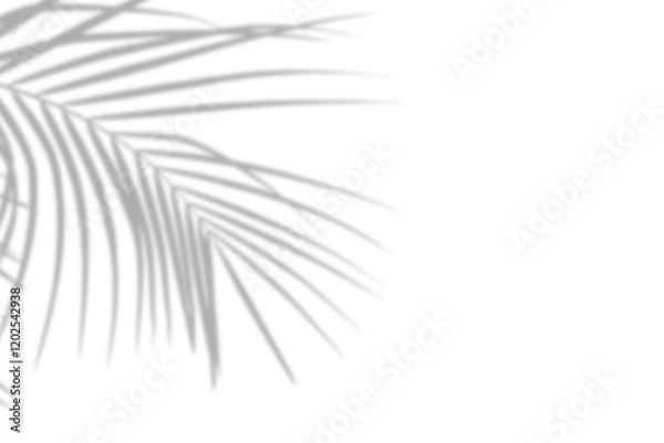 Fototapeta Realistic palm tree shadow on white background. Tropical palm tree branch leaf shadow silhouette, Nature light decoration overlay effect. Spring summer product decoration design elements, PNG