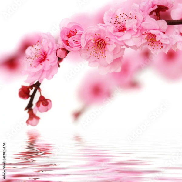 Fototapeta Spring cherry flowers reflected in rendered water