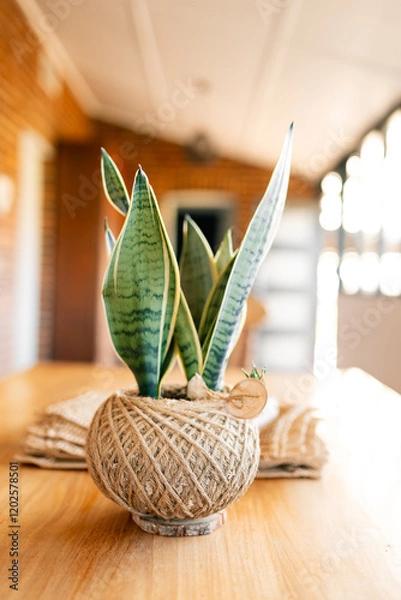 Fototapeta Wrapped snake plant in sunlight on table, adding greenery to indoor setting