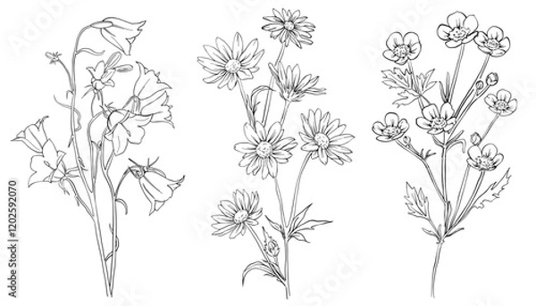 Fototapeta Collection of hand drawn flowers and herbs. Botanical plant illustration. Vintage medicinal herbs sketch set of ink hand drawn medical herbs and plants outline sketch.