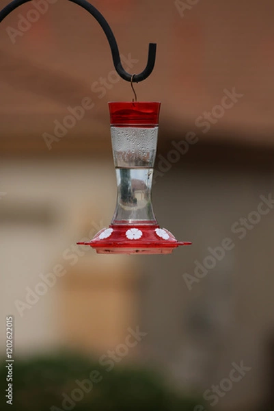 Fototapeta hummingbird feeder