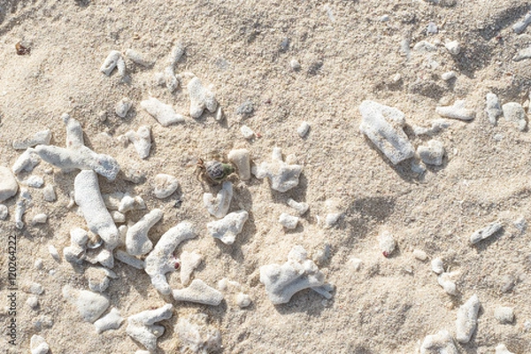 Fototapeta 白砂に散らばるサンゴのかけらとヤドカリの沖