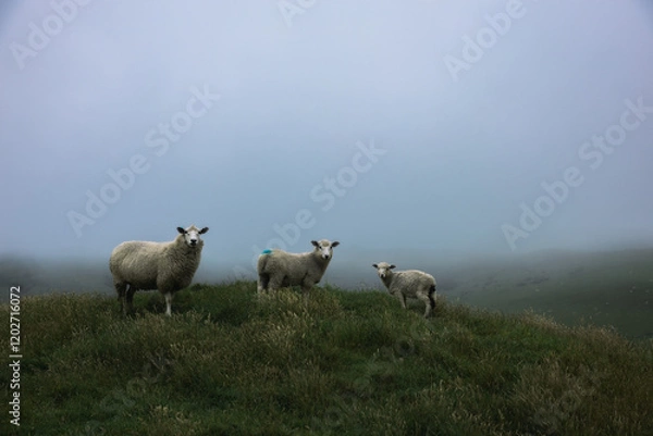 Obraz Nervous sheep looking out for danger