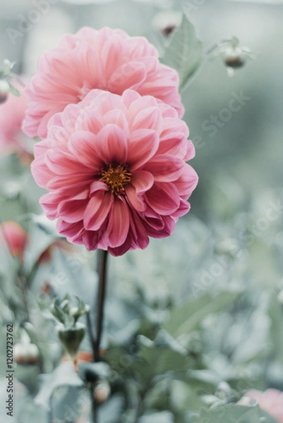 Obraz pink dahlia flower