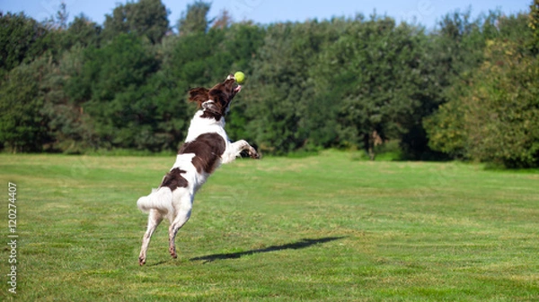 Obraz dog jumping and catching a ball
