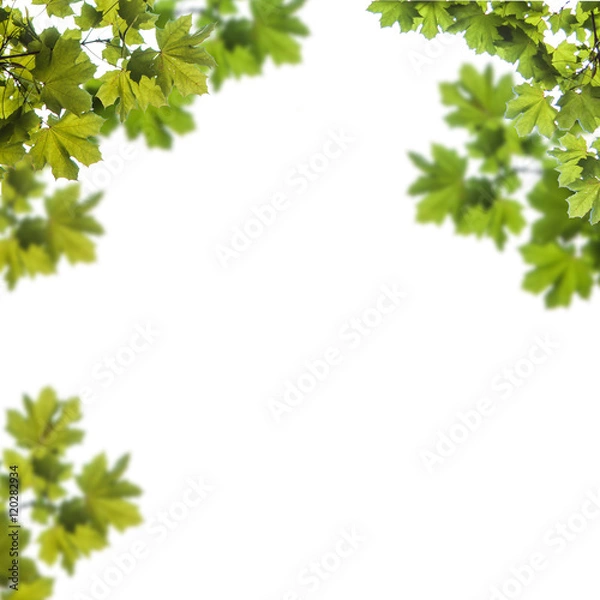 Fototapeta maple leaves on a white background, Acer platanoides