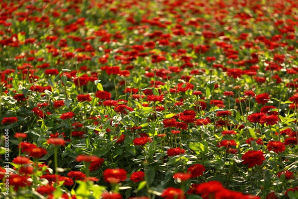 Obraz Red Zinnia flower, common zinnia or elegant zinnia in the formal garden Zinnia, bloom, red flower background.
