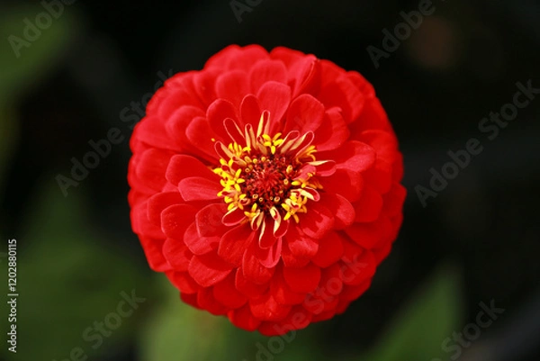 Obraz Red Zinnia flower, common zinnia or elegant zinnia in the formal garden Zinnia, bloom, red flower background.