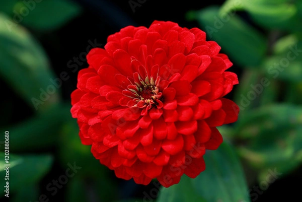 Fototapeta Red Zinnia flower, common zinnia or elegant zinnia in the formal garden Zinnia, bloom, red flower background.