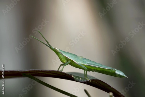 Fototapeta Long-faced Grasshopper in Southeast Asia.
