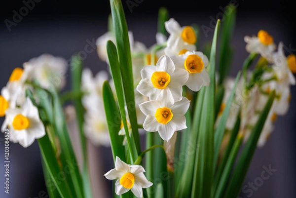 Fototapeta 水仙の生花
