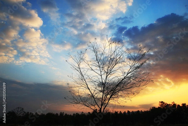 Obraz Silhouette of a dry tree in the morning sky