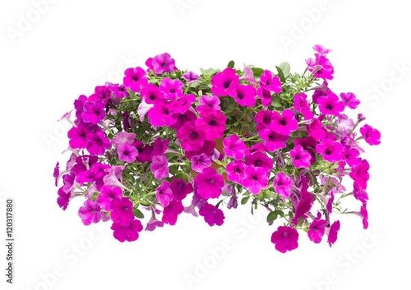 Obraz petunia na białym tle