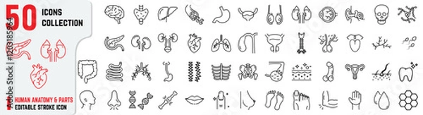 Obraz Human Anatomy editable stroke icons also includes Pancreas, Bladder, Liver, Heart, Human Parts, Gallbladder, Bronchi. Human Anatomy 50+ thin icon collections