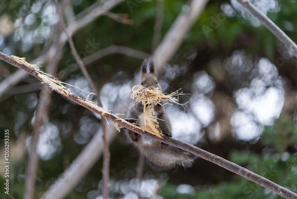 Fototapeta 北海道　エゾリス　リス　動物　小動物　かわいい