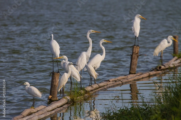 Obraz Great Egret in nature
