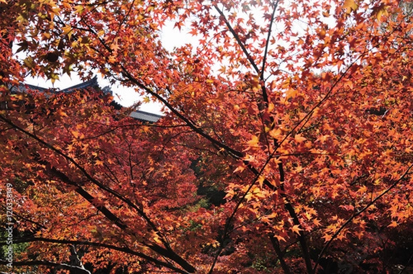 Obraz 京都東福寺