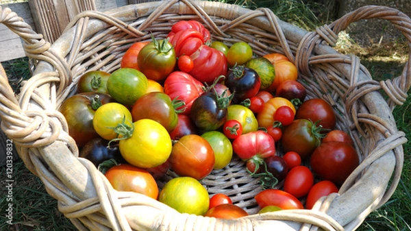 Obraz Panier de tomates anciennes