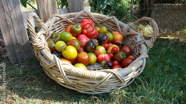 Obraz Panier de tomates anciennes