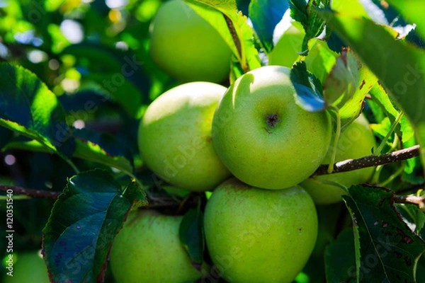 Fototapeta Green and red apples on tree in summer