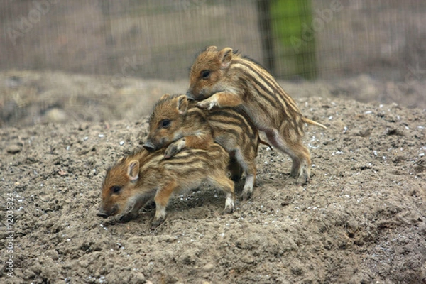 Fototapeta Wildschwein