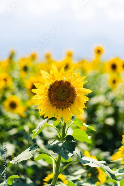 Fototapeta 正面を向くひまわり