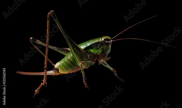 Fototapeta Grasshopper isolated on black