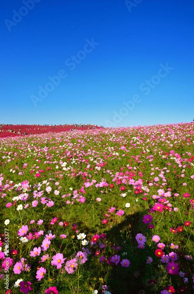 Fototapeta 日立海浜公園　コスモスと紅葉したコキア