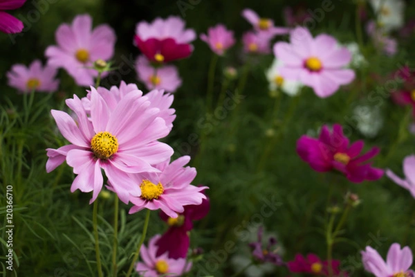 Fototapeta コスモス