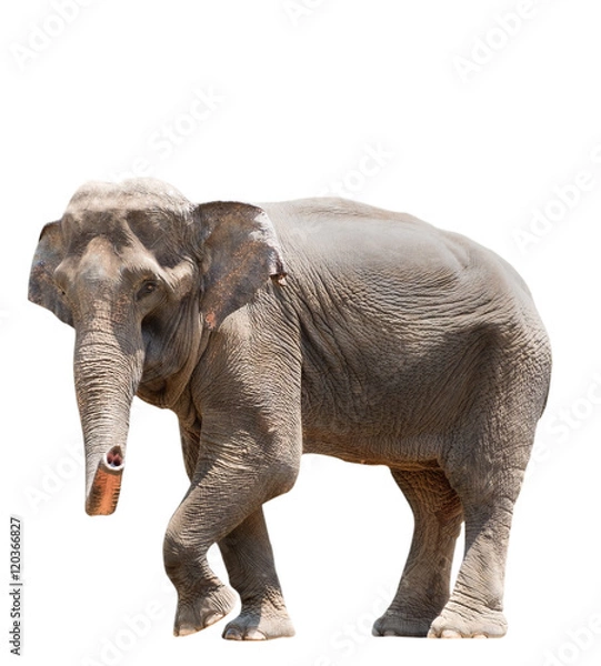 Fototapeta An elephant isolated on white background