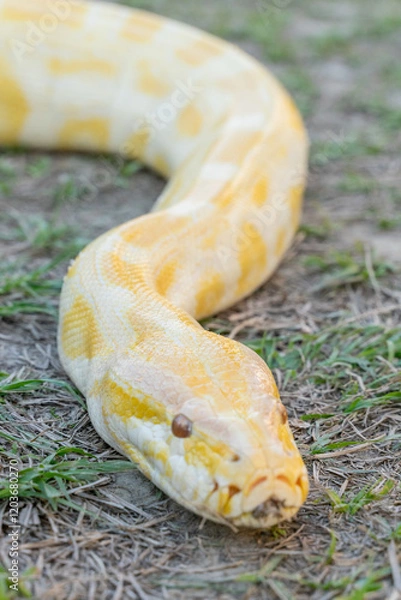 Fototapeta A stunning yellow Burmese python is sprawled across a vibrant green lawn, its sleek, golden scales gleaming under the sunlight. The intricate patterns on its body showcase the natural beauty