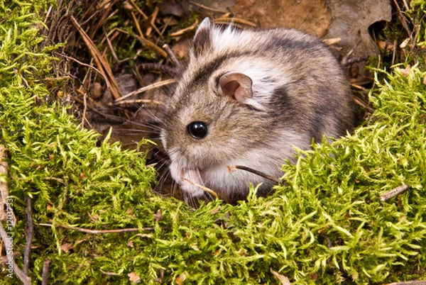 Obraz little dwarf hamster