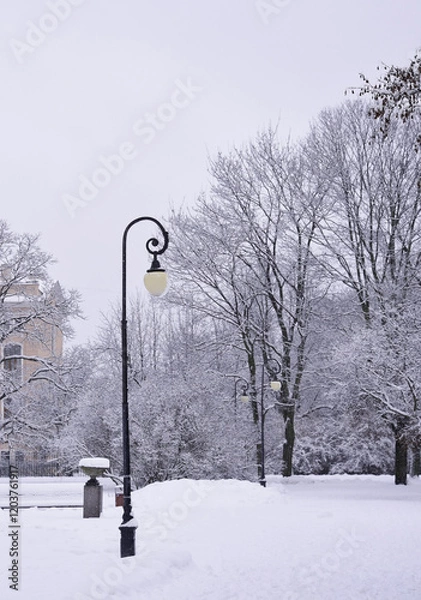 Obraz winter in the park