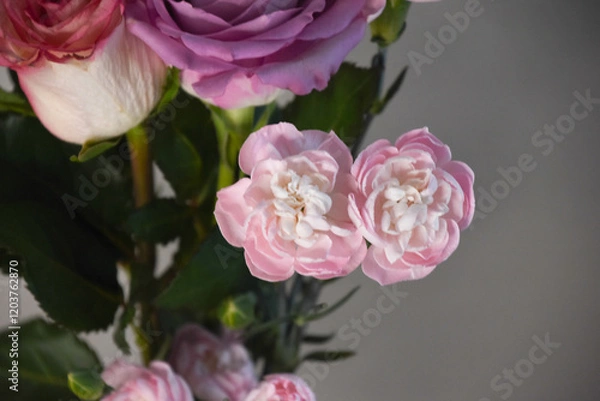 Fototapeta ピンクのカーネーション