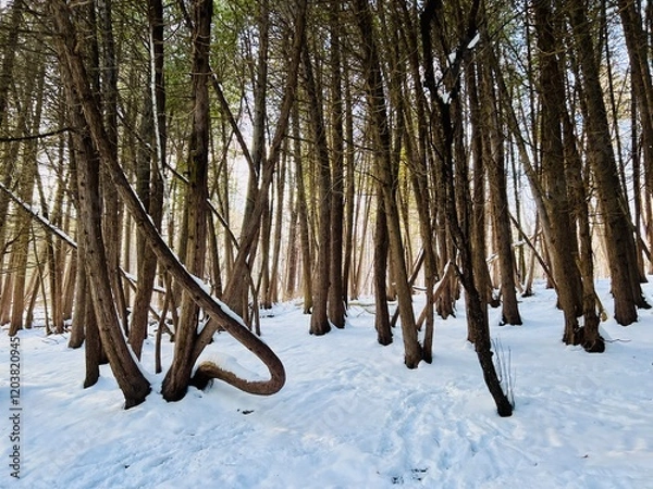 Obraz Woodland forest of pine trees close up with snow on the ground.  Trees are close together.  No people. Copy Space.