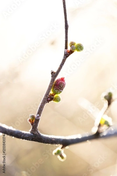 Fototapeta The interplay of sunlight and frost on closed red quince blossoms highlights the delicate nature of winter.