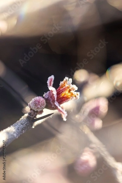 Fototapeta A macro perspective reveals the textured beauty of frosted quince flowers in a winter setting.