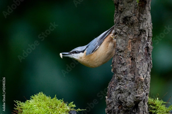 Fototapeta Sittelle torchepot