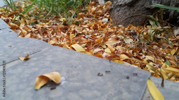 Obraz Autumn Background