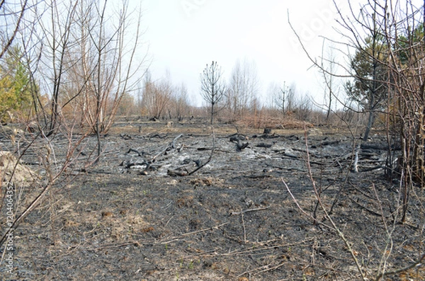 Obraz Scorched and devastated land after a fire. Destructive consequences of burning dry grass.