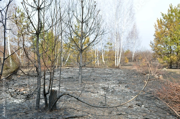 Obraz Damage from a forest fire. Charred trunks of young pine and birch trees, burnt forest litter as a result of the fire.
