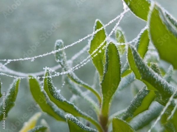 Fototapeta dew on the grass