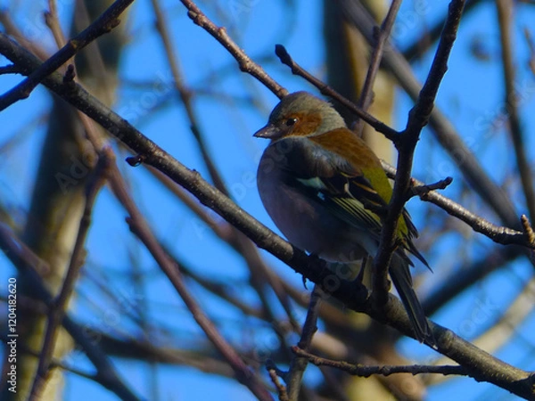 Obraz pinson des arbres