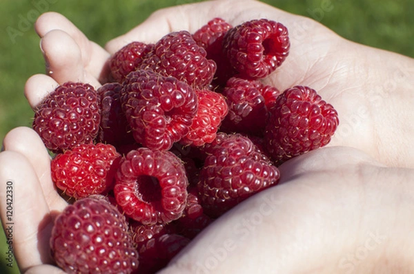 Obraz raspberry gathered in the palms