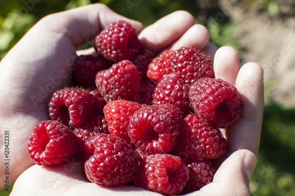 Obraz raspberry gathered in the palms