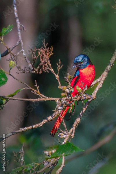Obraz Scarlett minivet 