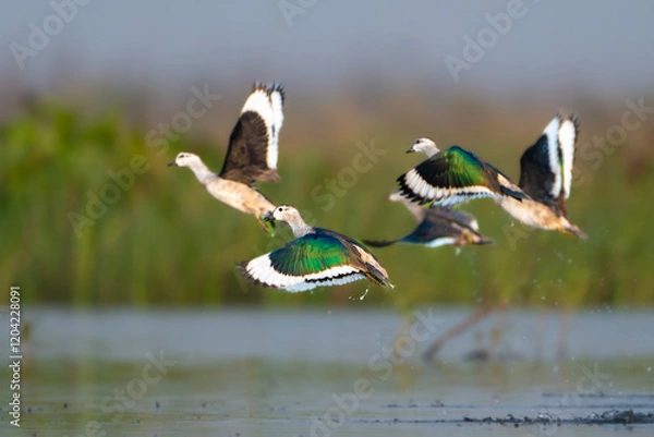 Obraz Cotton pegmi gusse 