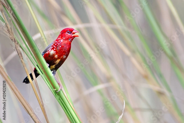 Obraz red cardinal bird